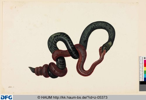 http://diglib.hab.de/varia/haumzeichnungen/z-05373/max/000001.jpg (Herzog Anton Ulrich-Museum RR-F)