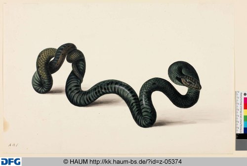 http://diglib.hab.de/varia/haumzeichnungen/z-05374/max/000001.jpg (Herzog Anton Ulrich-Museum RR-F)