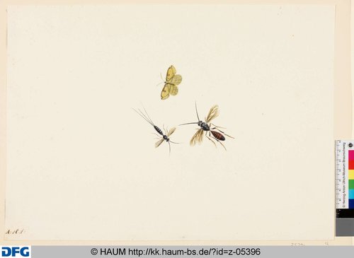 http://diglib.hab.de/varia/haumzeichnungen/z-05396/max/000001.jpg (Herzog Anton Ulrich-Museum RR-F)