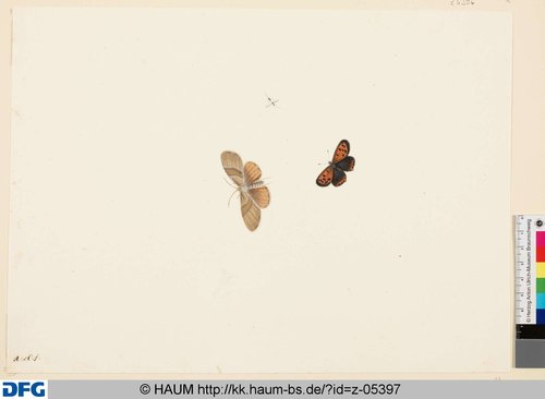 http://diglib.hab.de/varia/haumzeichnungen/z-05397/max/000001.jpg (Herzog Anton Ulrich-Museum RR-F)