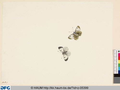 http://diglib.hab.de/varia/haumzeichnungen/z-05399/max/000001.jpg (Herzog Anton Ulrich-Museum RR-F)
