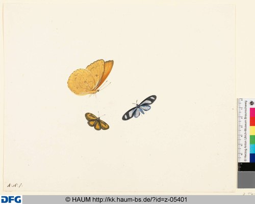 http://diglib.hab.de/varia/haumzeichnungen/z-05401/max/000001.jpg (Herzog Anton Ulrich-Museum RR-F)