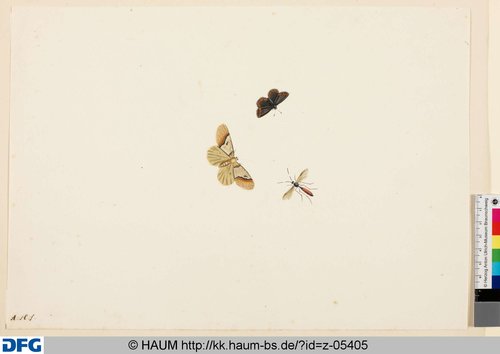 http://diglib.hab.de/varia/haumzeichnungen/z-05405/max/000001.jpg (Herzog Anton Ulrich-Museum RR-F)