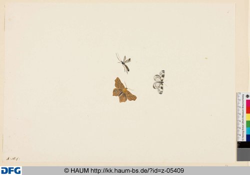 http://diglib.hab.de/varia/haumzeichnungen/z-05409/max/000001.jpg (Herzog Anton Ulrich-Museum RR-F)