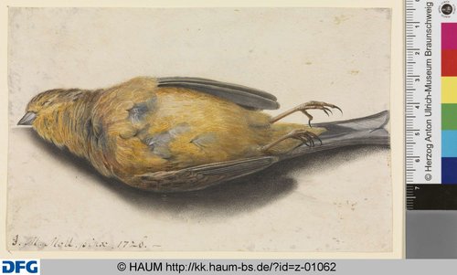http://diglib.hab.de/varia/haumzeichnungen/z-01062/max/000001.jpg (Herzog Anton Ulrich-Museum RR-F)