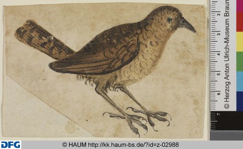 http://diglib.hab.de/varia/haumzeichnungen/z-02988/max/000001.jpg (Herzog Anton Ulrich-Museum RR-F)