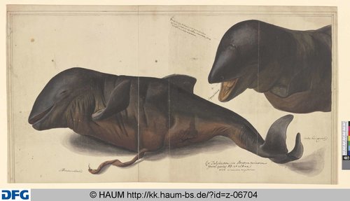 http://diglib.hab.de/varia/haumzeichnungen/z-06704/max/000001.jpg (Herzog Anton Ulrich-Museum RR-F)
