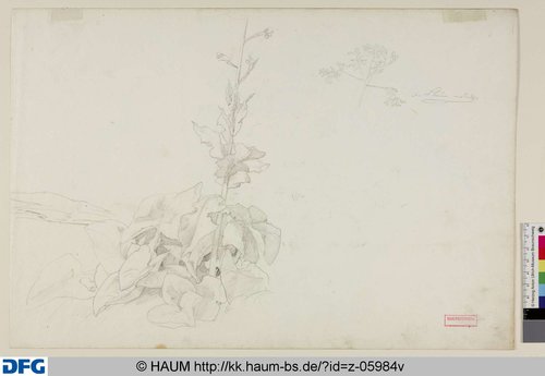 http://diglib.hab.de/varia/haumzeichnungen/z-05984v/max/000001.jpg (Herzog Anton Ulrich-Museum RR-F)