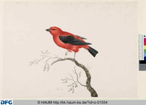 http://diglib.hab.de/varia/haumzeichnungen/z-01554/max/000001.jpg (Herzog Anton Ulrich-Museum RR-F)