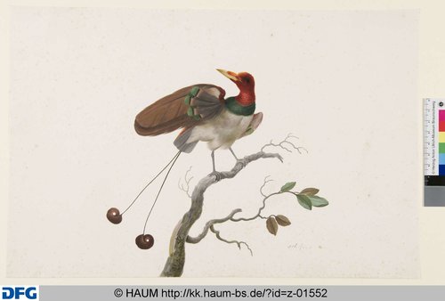 http://diglib.hab.de/varia/haumzeichnungen/z-01552/max/000001.jpg (Herzog Anton Ulrich-Museum RR-F)