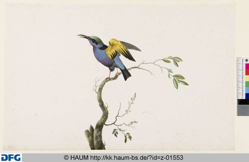 http://diglib.hab.de/varia/haumzeichnungen/z-01553/max/000001.jpg (Herzog Anton Ulrich-Museum RR-F)