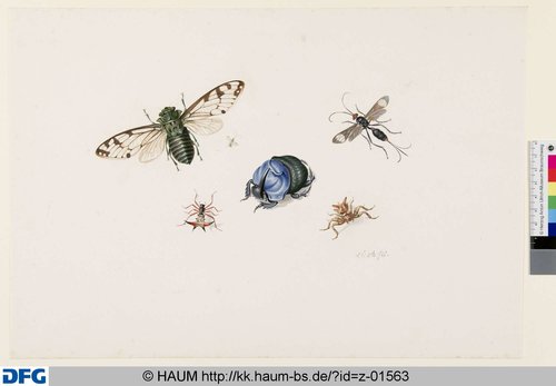 http://diglib.hab.de/varia/haumzeichnungen/z-01563/max/000001.jpg (Herzog Anton Ulrich-Museum RR-F)
