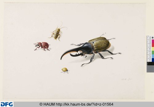 http://diglib.hab.de/varia/haumzeichnungen/z-01564/max/000001.jpg (Herzog Anton Ulrich-Museum RR-F)