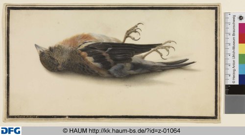 http://diglib.hab.de/varia/haumzeichnungen/z-01064/max/000001.jpg (Herzog Anton Ulrich-Museum RR-F)
