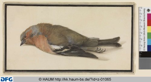 http://diglib.hab.de/varia/haumzeichnungen/z-01065/max/000001.jpg (Herzog Anton Ulrich-Museum RR-F)