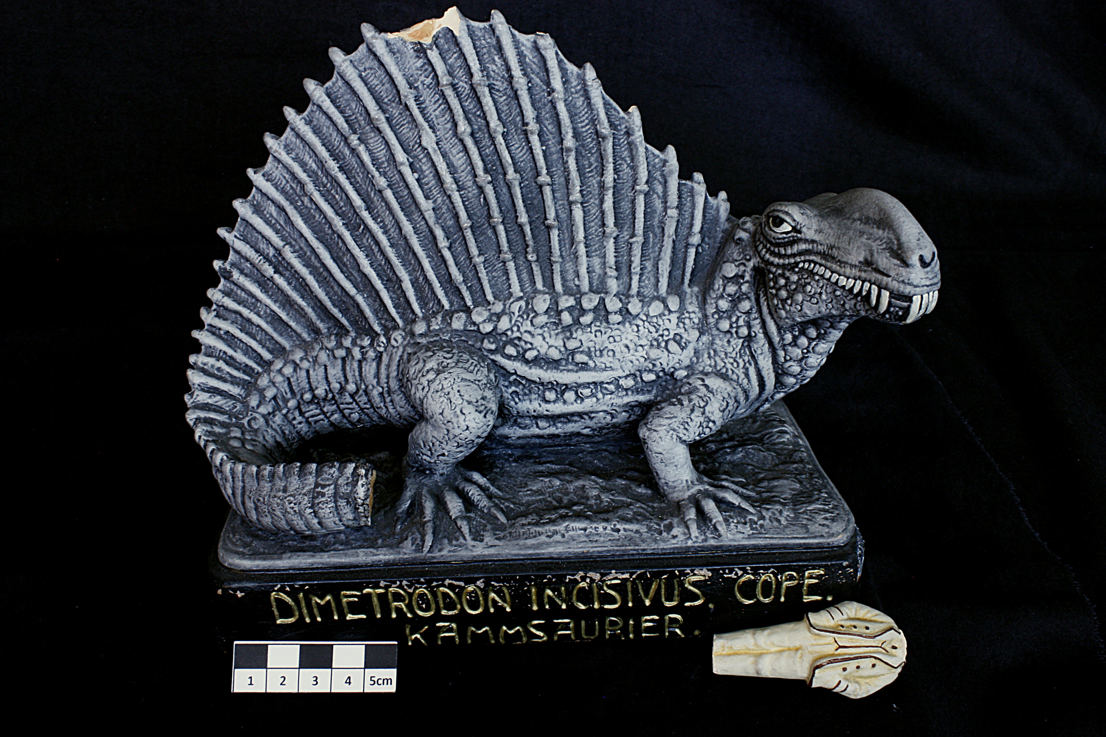 Dimetrodon incisivus (Naturkunde-Museum Bielefeld (namu) CC BY-NC-SA)