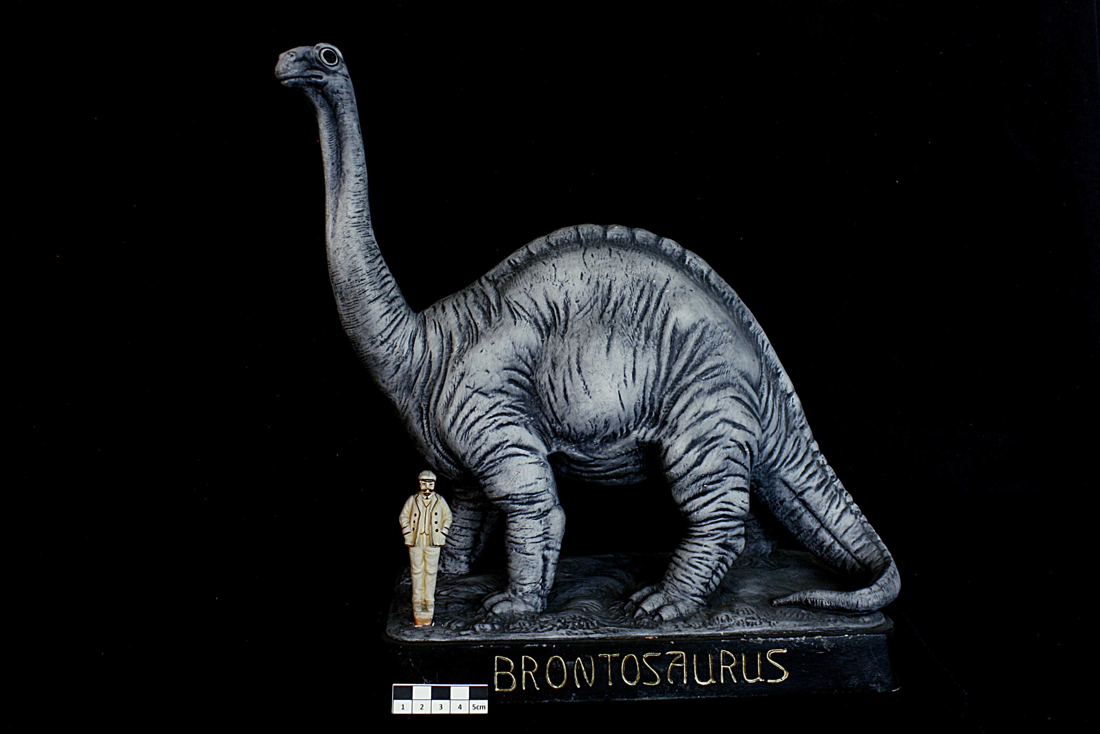 71_Brontosaurus_De. (Naturkunde-Musseum, Bielefeld CC BY-NC-SA)