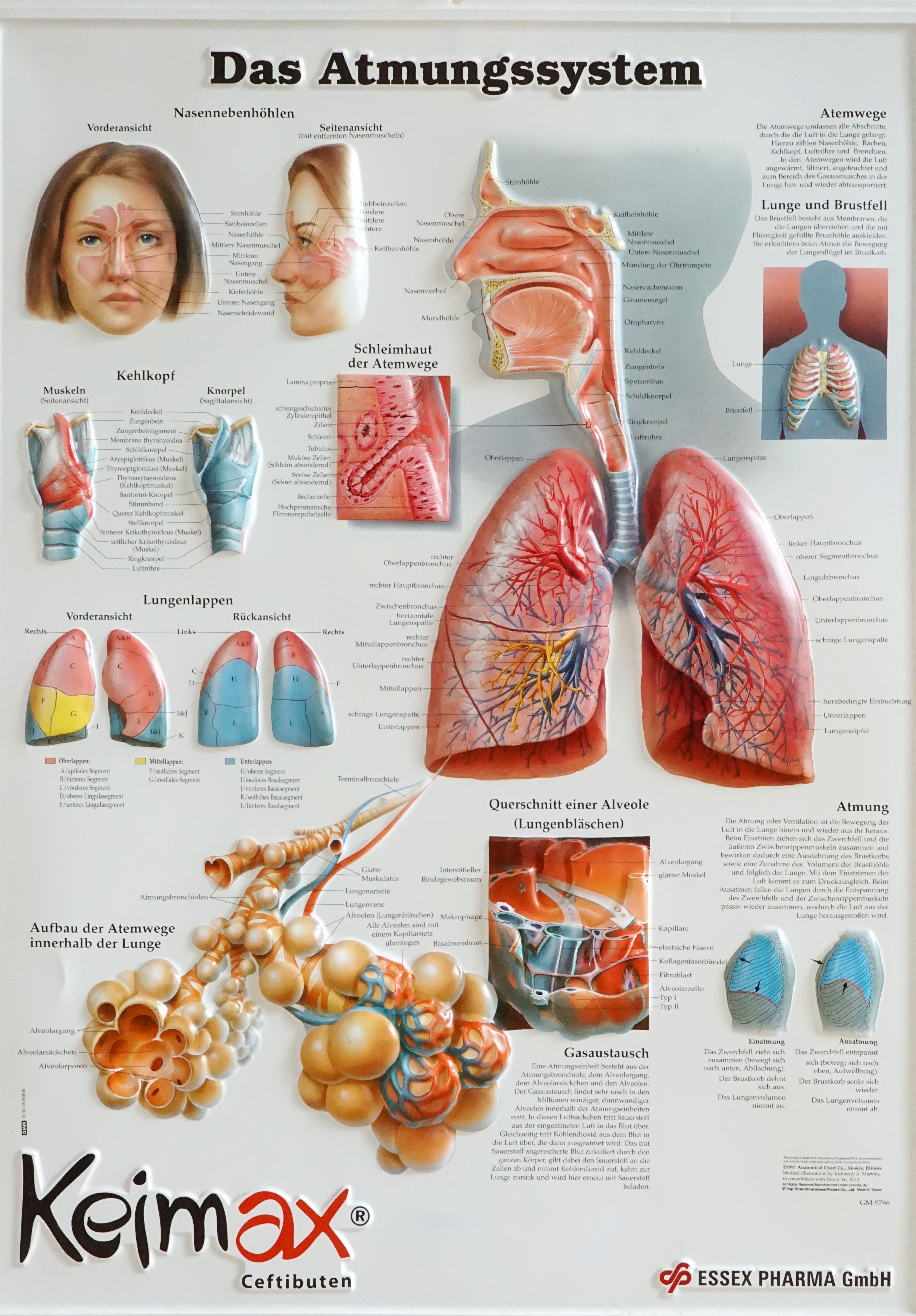 Lehrtafel: Das Atmungssystem (Krankenhausmuseum Bielefeld e.V. CC BY-NC-SA)