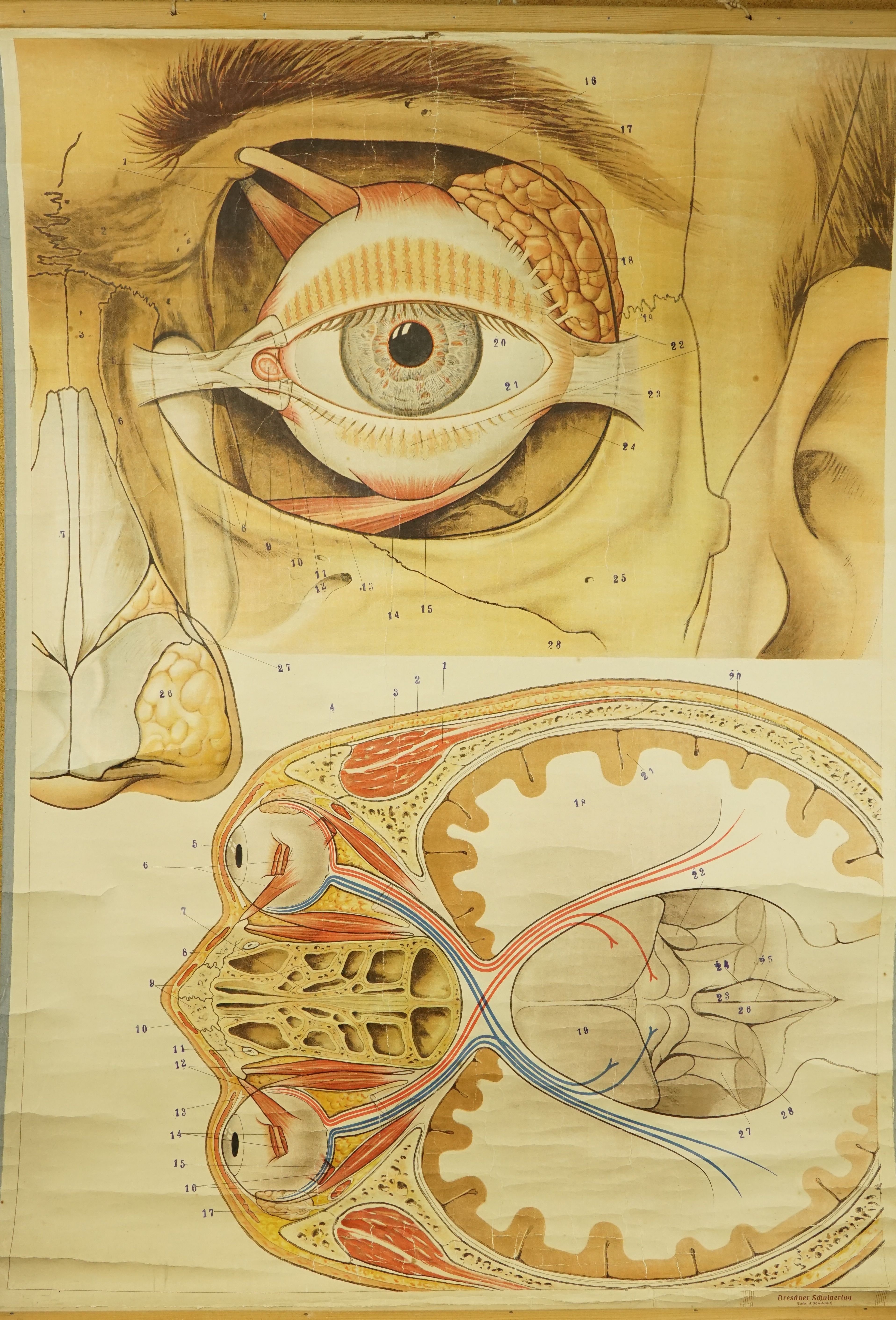 Auge [Anatomie] (Krankenhausmuseum Bielefeld e.V. CC BY-NC-SA)