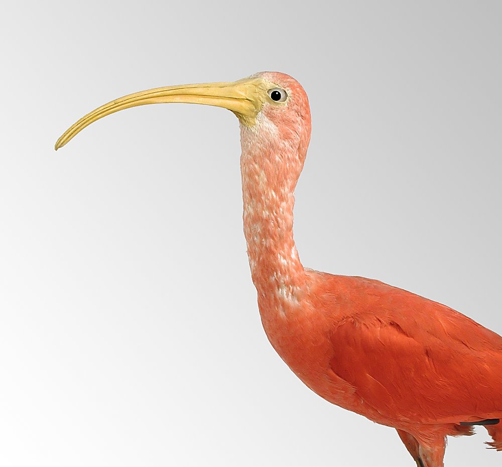 Roter Ibis (Eudocimus ruber) (Lippisches Landesmuseum Detmold CC BY-NC-SA)