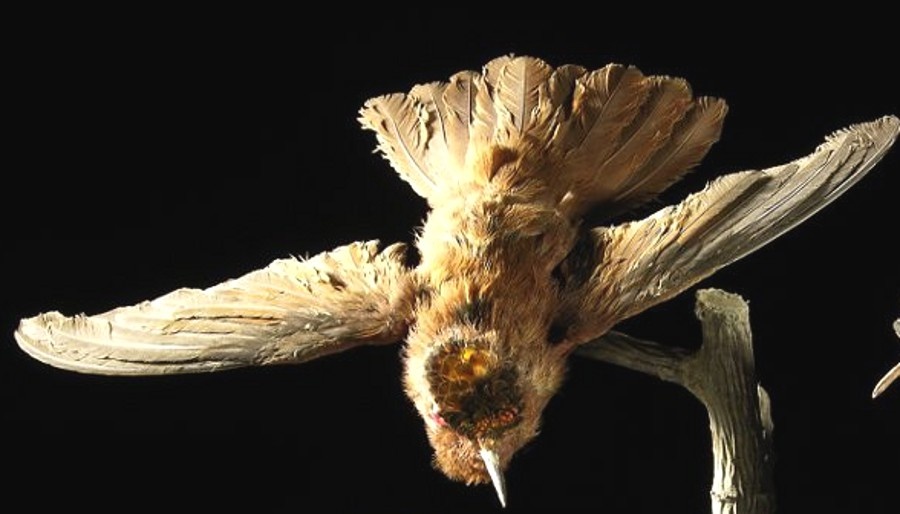 Kolibri (Trochilidae) (Lippisches Landesmuseum Detmold CC BY-NC-SA)