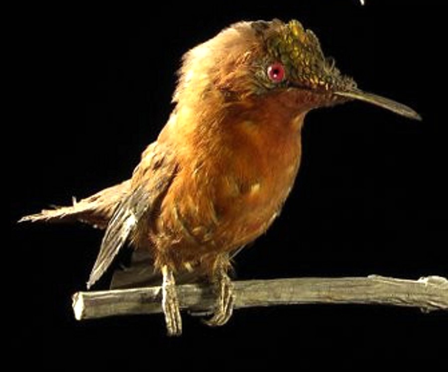 Kolibri (Lippisches Landesmuseum Detmold CC BY-NC-SA)