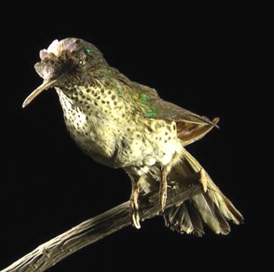Kolibri (Lippisches Landesmuseum Detmold CC BY-NC-SA)