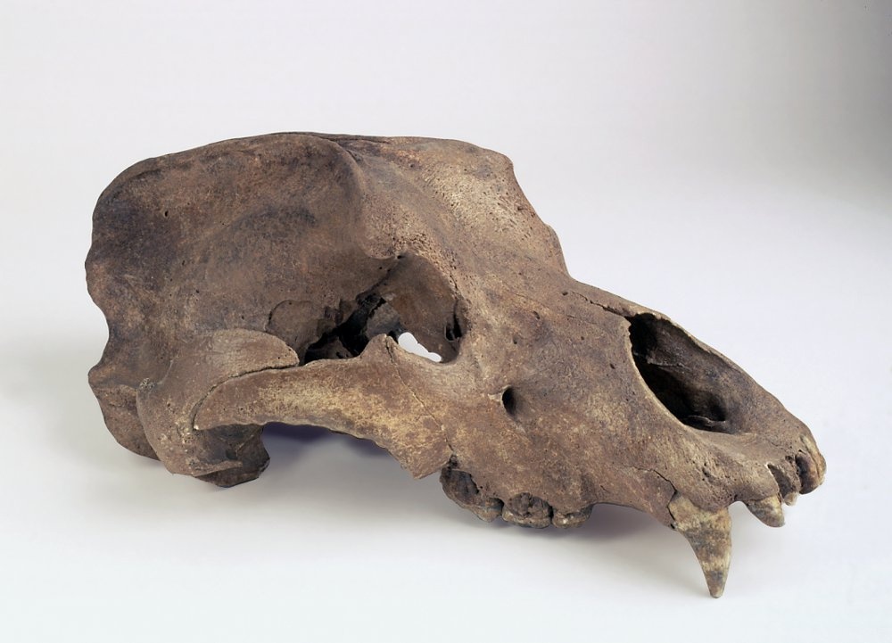Schädel eines Höhlenbären (Ursus spelaeus) (Lippisches Landesmuseum Detmold CC BY-NC-SA)