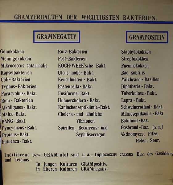 Lehrtafel Bakterien Gram-Färbung (Krankenhausmuseum Bielefeld e.V. CC BY-NC-SA)