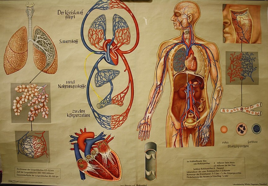Lehrtafel Atmung und Blutkreislauf (Krankenhausmuseum Bielefeld e.V. CC BY-NC-SA)