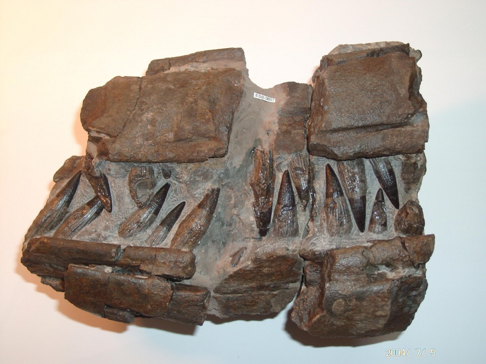 Ichtyosaurier (Temnodontosaurus sp.) (Naturkunde-Museum Bielefeld (namu) CC BY-NC-SA)