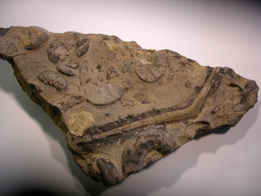 Rippe von Nothosaurus (Naturkunde-Museum Bielefeld (namu) CC BY-NC-SA)