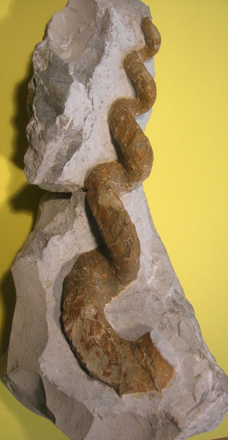 Hyphanthoceras reussianum (Naturkunde-Museum Bielefeld (namu) CC BY-NC-SA)