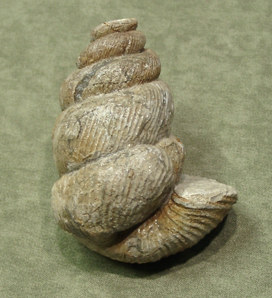 Eubostrychoceras saxonicum (Naturkunde-Museum Bielefeld (namu) CC BY-NC-SA)