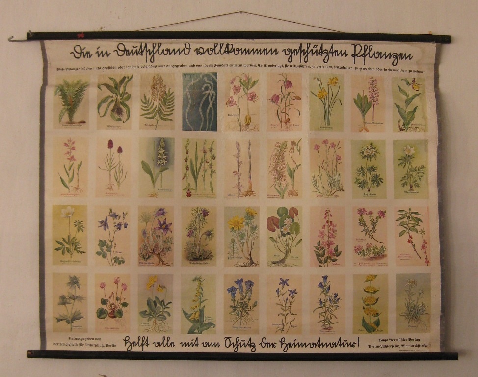 Schulwandbild &quot;Die in Deutschland vollkommen geschützten Pflanzen&quot; (Museumsschule Hiddenhausen CC BY-NC-SA)