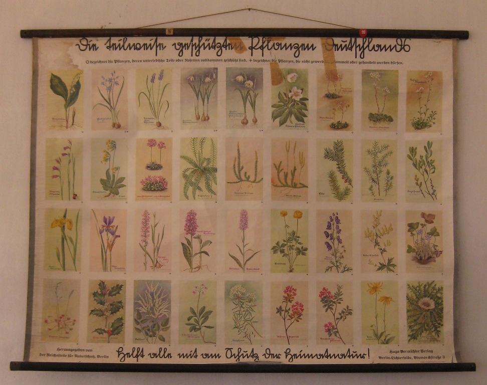 Schulwandbild &quot;Die teilweise geschützten Pflanzen Deutschlands&quot; (Museumsschule Hiddenhausen CC BY-NC-SA)
