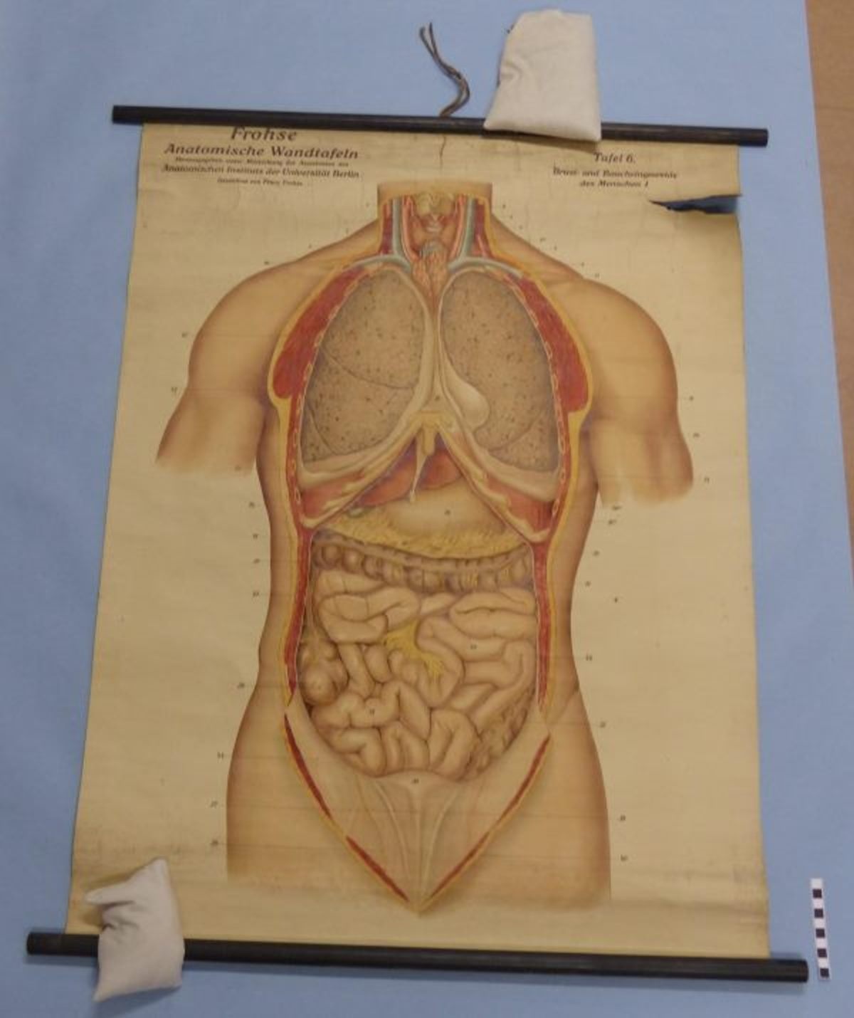 Frohse Anatomische Wandtafeln Tafel Nr. 6 Brust- und Baucheingeweide des Menschen I (Mindener Museum CC BY-NC-SA)