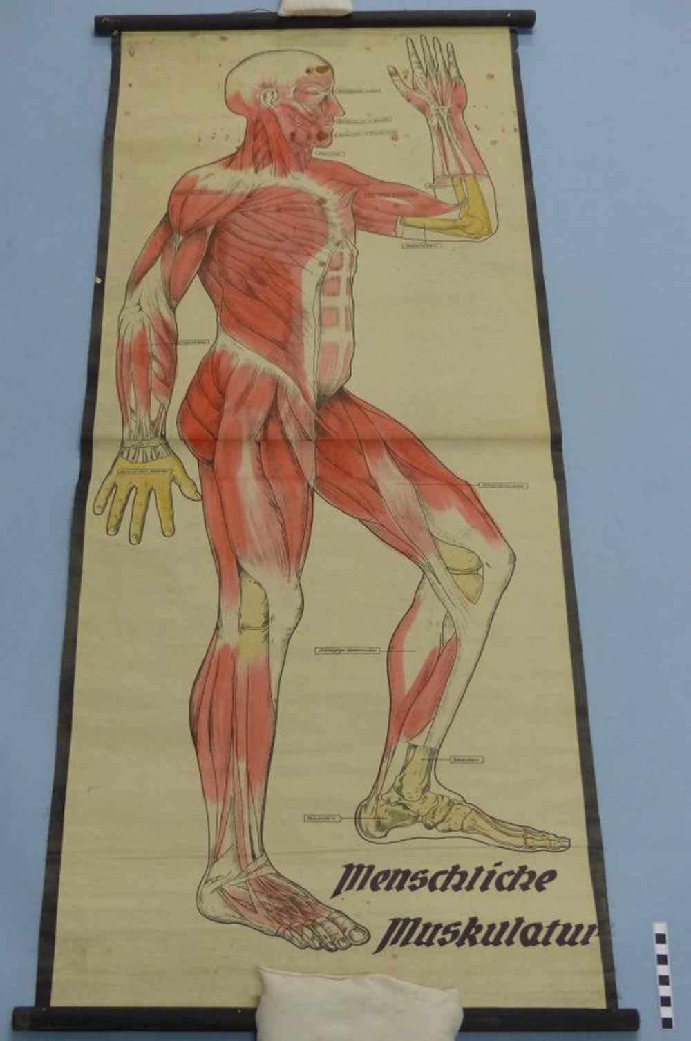 menschliche Muskulatur (Mindener Museum CC BY-NC-SA)