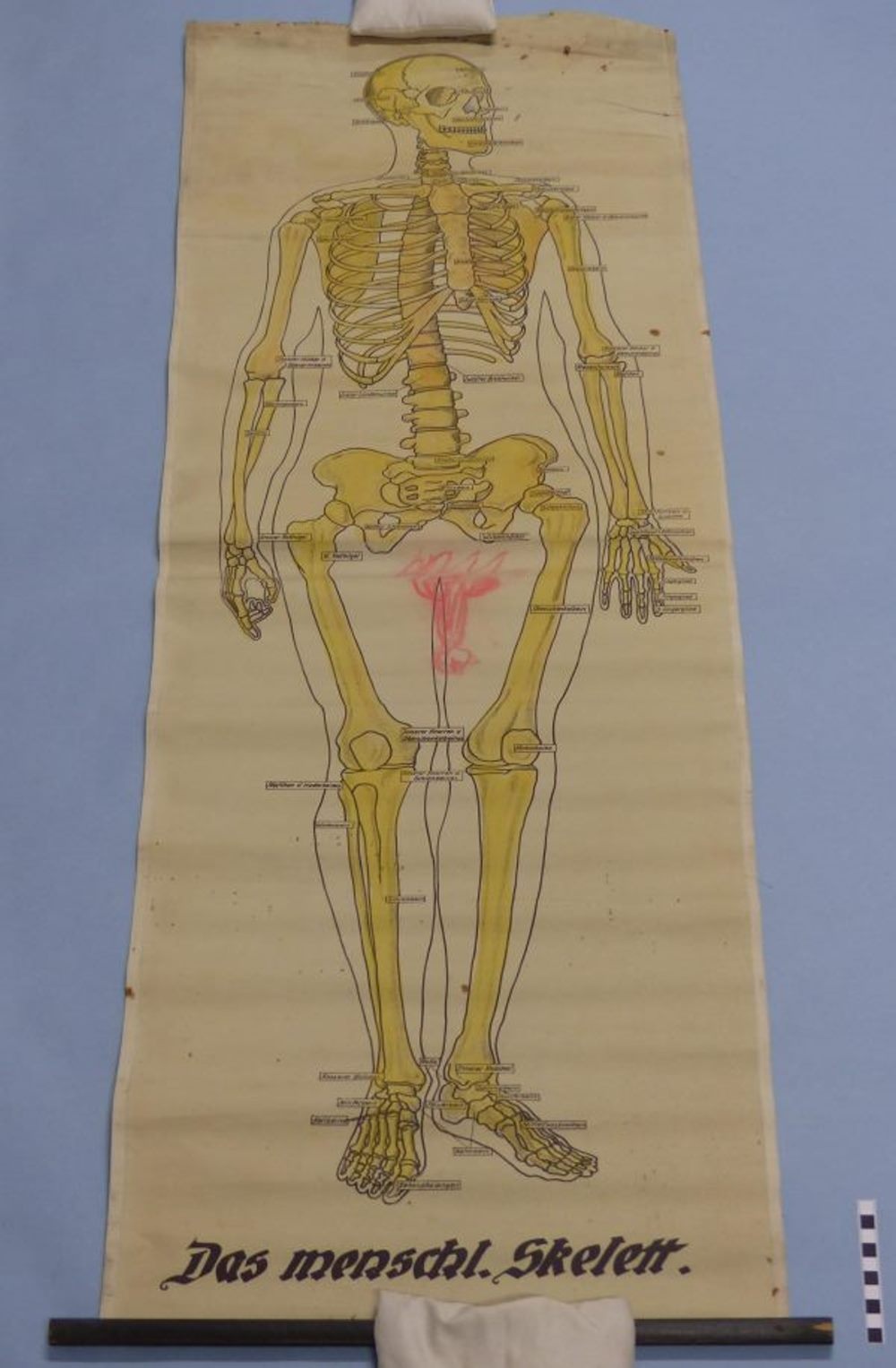 Das menschl. Skelett (Mindener Museum CC BY-NC-SA)