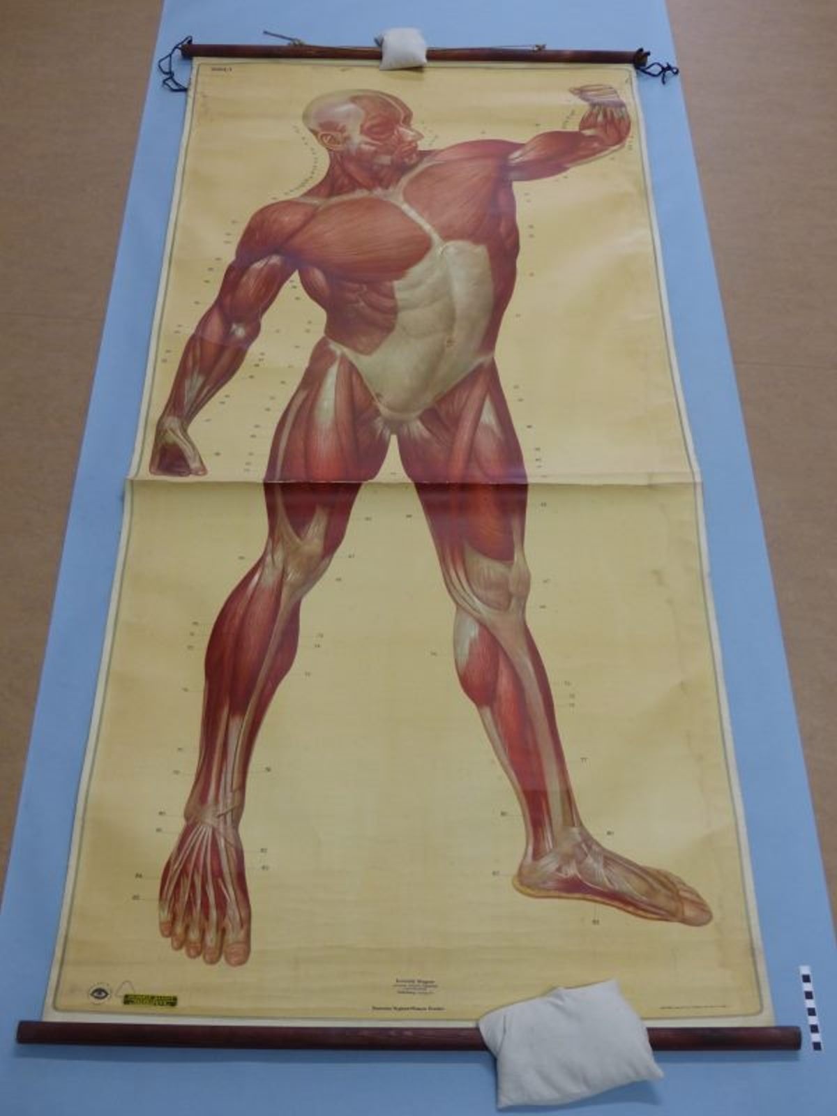 Die Muskeln des Menschen (Mindener Museum CC BY-NC-SA)
