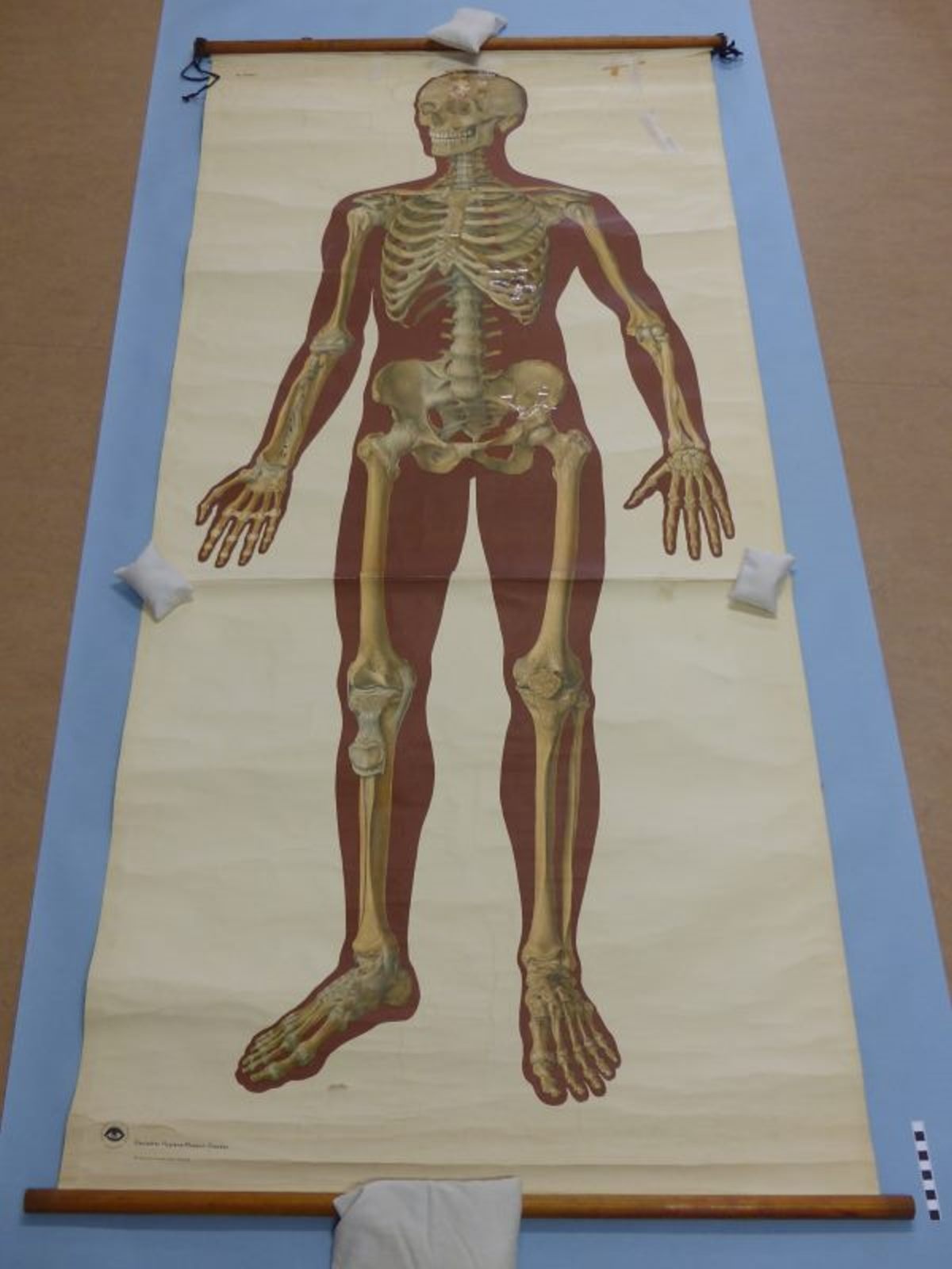 Das Skelett des Menschen mit Bandapparat :: Mindener Museum ::  museum-digital:ostwestfalen-lippe
