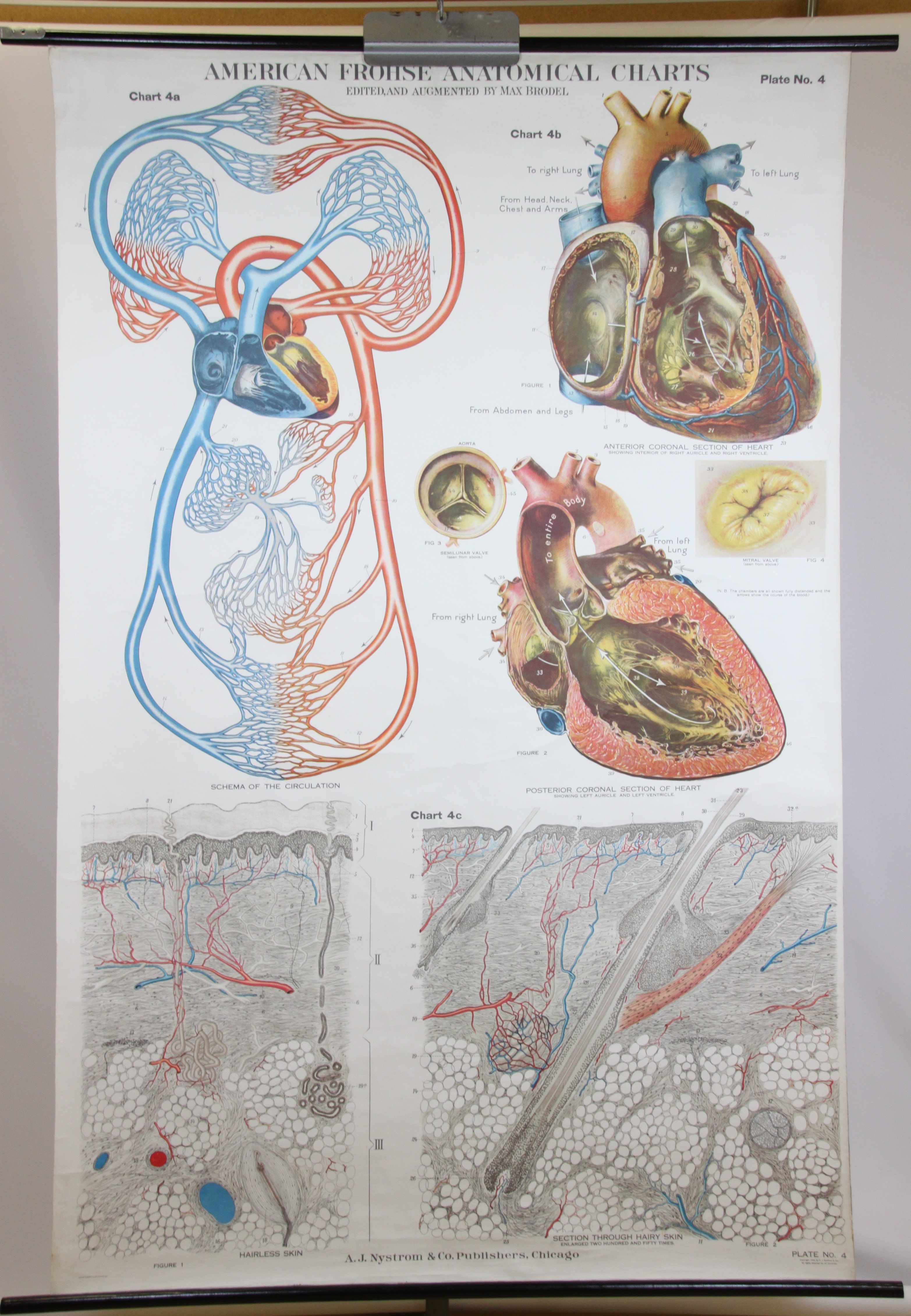 Lehrtafel Herz-Kreislaufsystem und Haut (Krankenhausmuseum Bielefeld e.V. CC BY-NC-SA)