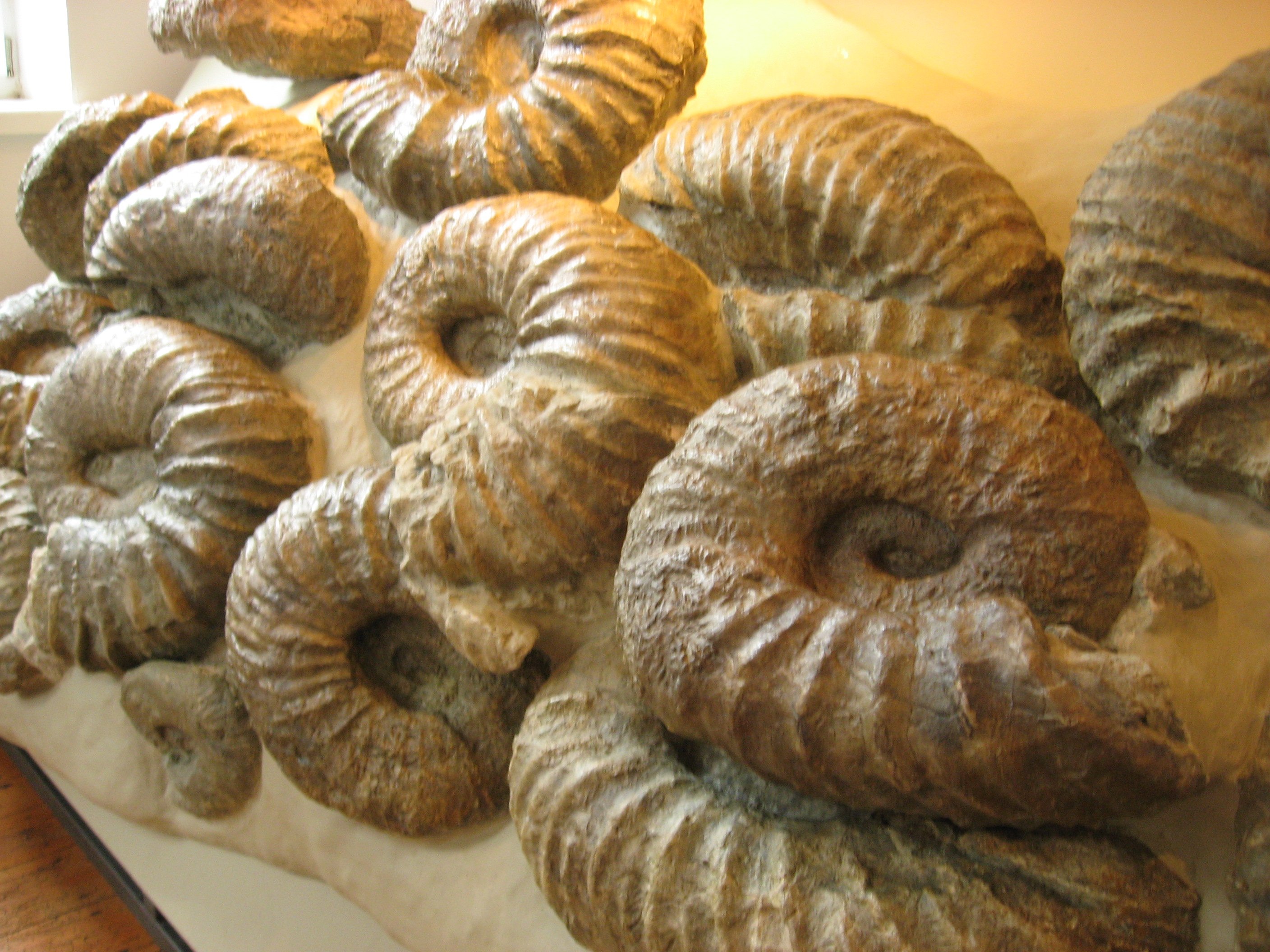 Ammonitenkolk (Museum im Kultur- und Heimathaus Borgholzhausen CC BY-NC-SA)