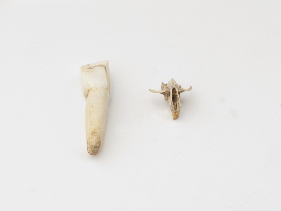 Tierknochen (Lippisches Landesmuseum Detmold CC BY-NC-SA)