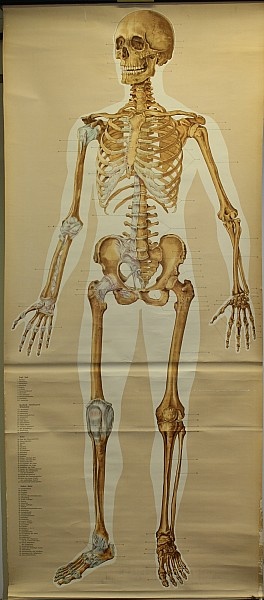 Lehrtafel Skelett von vorn (Krankenhausmuseum Bielefeld e.V. CC BY-NC-SA)