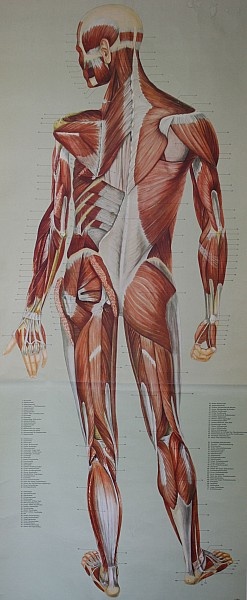 Lehrtafel Muskulatur Rücken außen (Krankenhausmuseum Bielefeld e.V. CC BY-NC-SA)