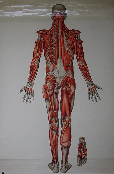 Lehrtafel Muskulatur Rückenseite innen (Krankenhausmuseum Bielefeld e.V. CC BY-NC-SA)