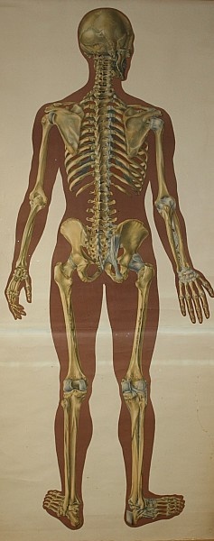 Lehrtafel Skelett Rückseite (Krankenhausmuseum Bielefeld e.V. CC BY-NC-SA)