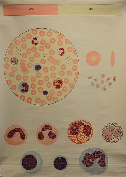 Lehrtafel Blutzellen (Krankenhausmuseum Bielefeld e.V. CC BY-NC-SA)