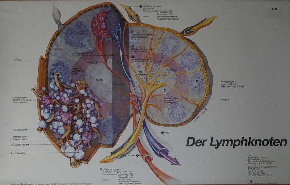 Lehrtafel Lymphknoten (Krankenhausmuseum Bielefeld e.V. CC BY-NC-SA)